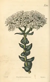 Crassula Prints: White-flowered crassula, Crassula albiflora