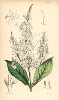White-flowered eranthemum, Eranthemum albiflorum