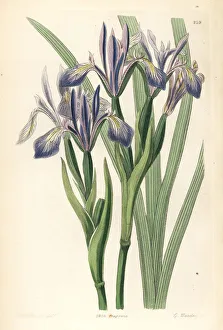 Barclay Gallery: White-flowered iris or milky iris, Iris lactea