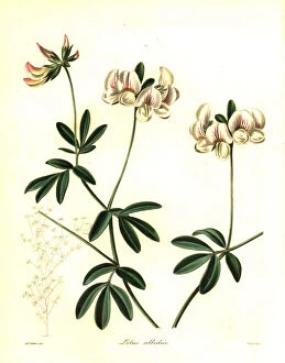 Nevitt Collection: White-flowered lotus, Lotus albidus