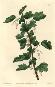 Northamerica Prints: White-flowered or snow gooseberry, Ribes niveum
