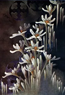 Delicate Prints: White Flowers