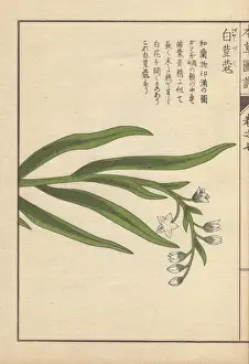 Honzo Prints: White flowers and leaves of cardamom, Elettaria
