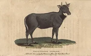 Footed Prints: White footed antelope, Nylghau or Nilgai, Boselaphus