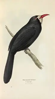 Fronted Prints: White-fronted Nunbird