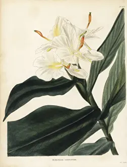 Loddiges Prints: White garland-lily or white ginger lily, Hedychium