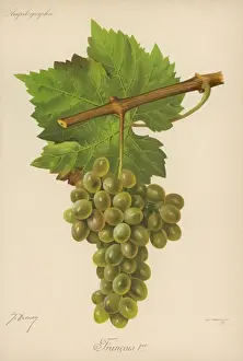 White Grape Froncy