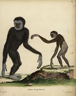 Hylobates Prints: White-handed or lar gibbon, Hylobates lar. Endangered