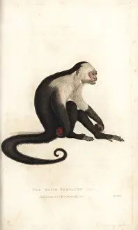 Simia Prints: White-headed capuchin, Cebus capucinus
