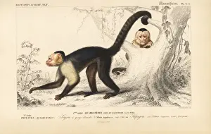 White-headed capuchin, Cebus capucinus
