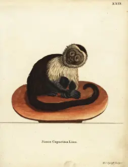 White-headed capuchin monkey, Cebus capucinus