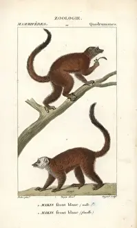 Lemur Prints: White-headed lemur, Eulemur albifrons, male
