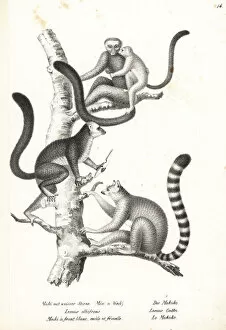 Schinz Collection: White-headed lemur and ring-tailed lemur