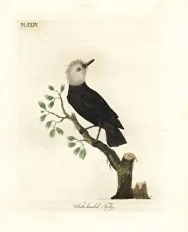 White-headed marsh tyrant, Arundinicola leucocephala