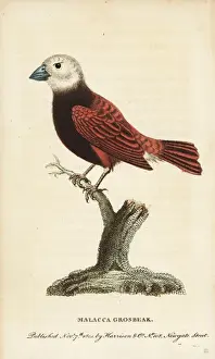 Naturalistspocketmagazine Prints: White headed munia (Malacca grosbeak), Lonchura maja