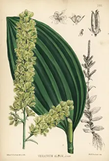 White hellebore, Veratrum album