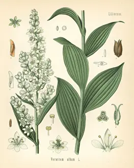 White hellebore, Veratrum album