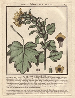 Albus Gallery: White henbane, Hyoscyamus albus