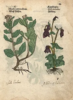 Albus Gallery: White henbane, Hyoscyamus albus, and columbine