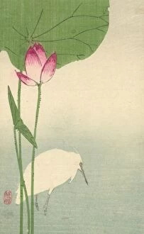 White heron and lotus