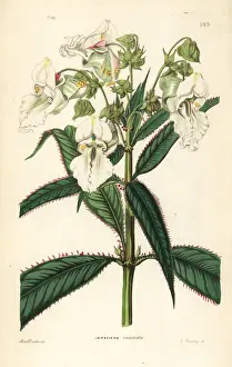 Ornamental Prints: White Himalayan balsam, Impatiens glandulifera candida