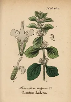 Gewachse Prints: White horehound, Marrubium vulgare