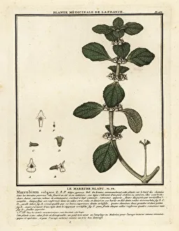 Colour Printing Prints: White horehound, Marrubium vulgare