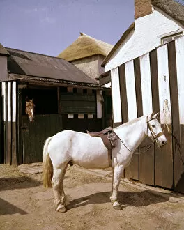 Bridle Collection: White horse with saddle and bridle in stable yard