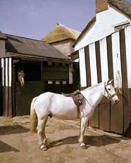 Stables Prints: White horse with saddle and bridle in stable yard