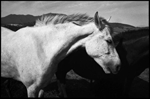 Images Dated 6th October 2015: White horse in Spanish landscape, Spain