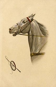 White horse - tack