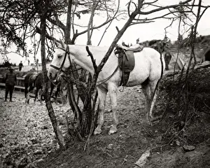 Bridle Prints: White horse waiting for his rider, Western Front, WW1