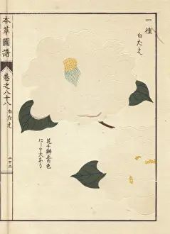 Camellia Prints: White Japanese camellia, Shirotahe, Thea japonica