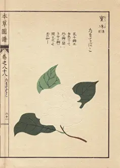 Camellia Prints: White Japanese camellias, Tamatebako, Thea