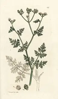 Bastard Prints: White lace flower, Orlaya grandiflora