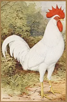 White Leghorn Cockerel