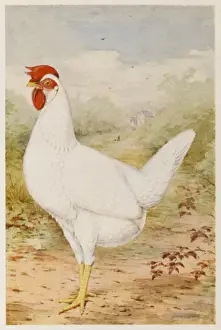 Chicken Prints: White Leghorn Pullet
