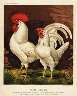 Brooks Collection: White leghorns or Livorno cock and hen