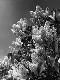 Fragrant Prints: White Lilac