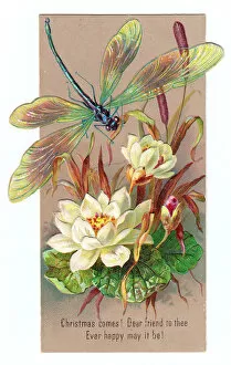 Lilies Gallery: White lilies and dragonfly on a Christmas card
