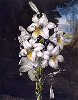 Latest Fine Art Gallery: The White Lily with variegated leaves