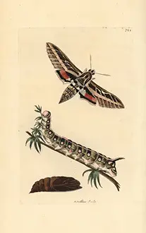 Pupa Prints: White-lined sphinx moth, Hyles lineata, caterpillar and pupa