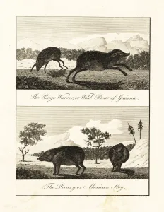 Boar Prints: White-lipped peccary and collared peccary