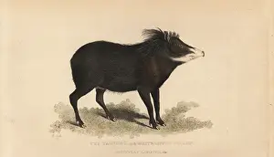 White-lipped peccary, Tayassu pecari. Vulnerable