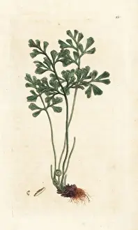 Maidenhair Prints: White maidenhair or wall rue, Asplenium ruta-muraria