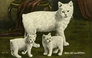 Kittens Prints: White Manx Cat and Kittens