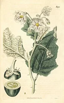Nightshade Gallery: White-margined nightshade, Solanum marginatum