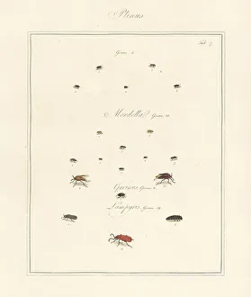 White-marked spider beetle, whirligig beetle, glow worm, etc
