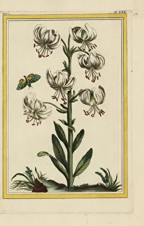 Lily Gallery: White martagon lily, Lilium martagon album