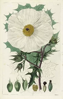 Poppy Collection: White Mexican prickly poppy or Large-flowered